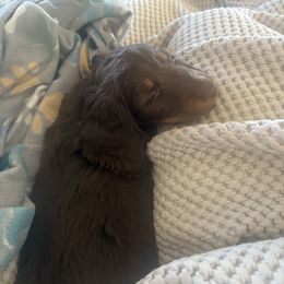 Dachshund Puppies from Creek Life Mini Dachshunds