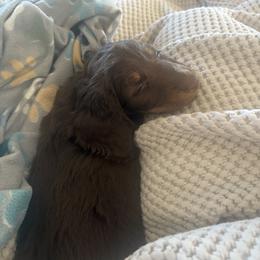 Dachshund Puppies from Creek Life Mini Dachshunds