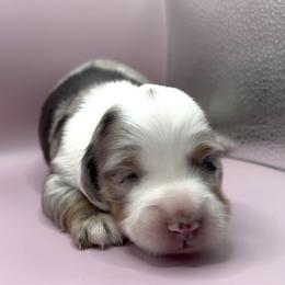 Elara - Dapple female Dachshund puppy in Barstow, California from Kindle & Burrow Dachshunds