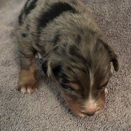 Blue Merle Female - Blue merle female Australian Shepherd puppy in Pembroke, Kentucky from Bark-n-Stomp Farm and Kennels