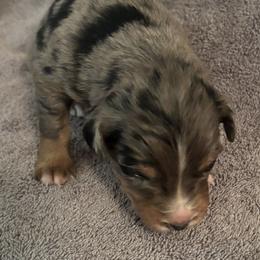 Blue Merle Female - Blue merle female Australian Shepherd puppy in Pembroke, Kentucky from Bark-n-Stomp Farm and Kennels