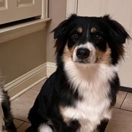 Miniature Australian Shepherds from Norby's Mini Aussies