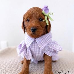 Marlee - Red  female Goldendoodle puppy in Amery, Wisconsin from Cornerstone Retrievers