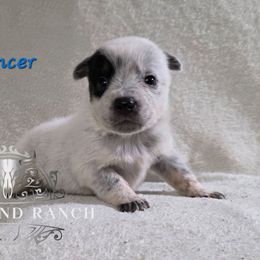 Prancer - Blue female Australian Cattle Dog puppy in Silsbee, Texas from Rockin ND Ranch