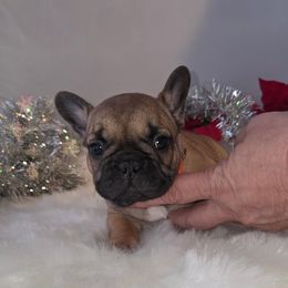 Girl 4 - Fawn female French Bulldog puppy in Solway, Minnesota from PcFrenchies