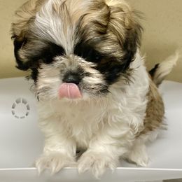 Shih Tzu Puppies from Willow Lane Shih Tzus