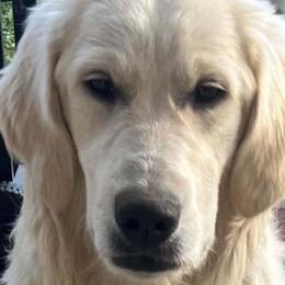 Sawsan - Golden Retriever