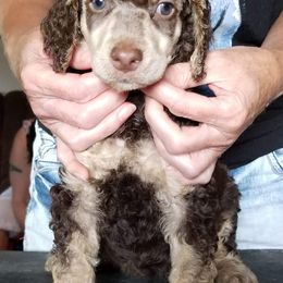 Poodle Puppies from MyTyme Kennels