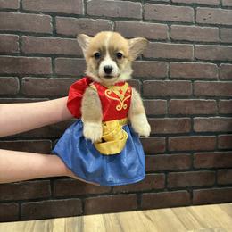 Plunket - Red female Pembroke Welsh Corgi puppy in Delton, Michigan from CorGizmo