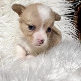 Miss marked Merle girl - Red merle and white female American Corgi puppy in Clinton, Tennessee from High Hopes Hounds