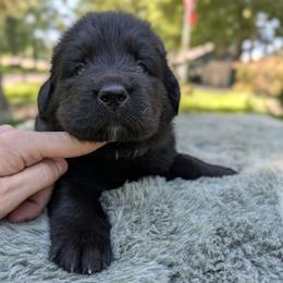 Black Girl (Saké) - Black female Newfoundland puppy in Independence, Missouri from K & L Ranch