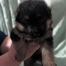 Wyvern - Black and red female German Shepherd puppy in King, North Carolina from Golly-G German Shepherds