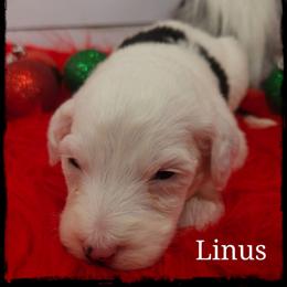 Linus - Black and white male Sheepadoodle puppy in Farley, Iowa from Iowa's Doodle Co.