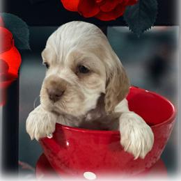 Bourbon - Buff and white male Cocker Spaniel puppy in Texarkana, Texas from K&M Cocker Spaniels