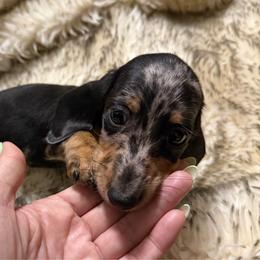DO NOT SUBMIT APPLICATION UNLESS SERIOUS - Dapple male Dachshund puppy in Wisconsin from Sabe and Shabe’s Doxies