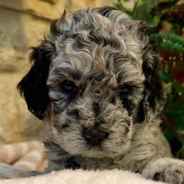 Salem- yellow girl - Blue merle female Aussiedoodle puppy in Midlothian, Texas from Gray Doodles