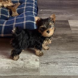Male 1 - Black and gold male Yorkshire Terrier puppy in Concord, California from Real Yorkies of NorCal