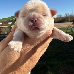 Zero - Cream and white male Shih Tzu puppy in Connersville, Indiana from Sugar and Spice Shihtzus