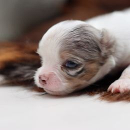 Clio - Merle female Chihuahua puppy in Tulsa, Oklahoma from H-3 Chihuahuas