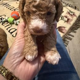 Girl 3 - Red female Cavapoo puppy in Cottondale, Florida from Pat’s precious puppies