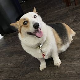 Star - Pembroke Welsh Corgi