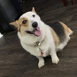 Star - Pembroke Welsh Corgi