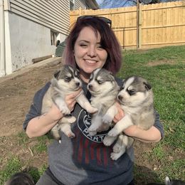 Siberian Husky Puppies from Addicted to the husky life