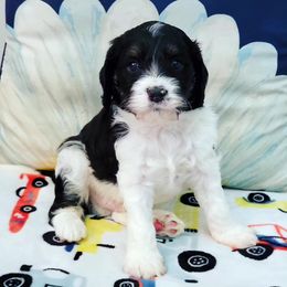 Cavapoo Puppies from Southwest Cavapoos