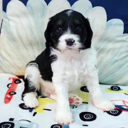 Cavapoo Puppies from Southwest Cavapoos