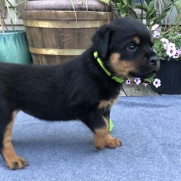 Blossom Girl - Black and mahogany female Rottweiler puppy in Crothersville, Indiana from The Solid Rock Kennel