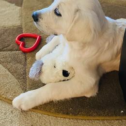 Golden Retriever Puppies from Golden Meadows
