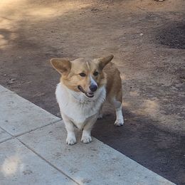 JJ - Pembroke Welsh Corgi
