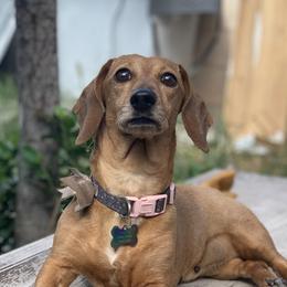 Chuleta - Dachshund