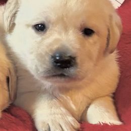 Yellow girl 1 - Yellow female Labrador Retriever puppy in Jamestown, Ohio from Heartlands Quality Labrador Retrievers