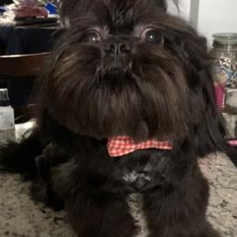 Shih Tzu Puppies from Mosley Kennel Shih Tzu