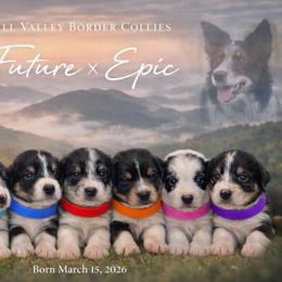 Border Collie Puppies from Hill Valey Border Collies