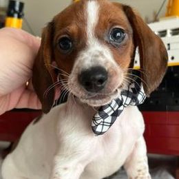 Dachshunds from BABS Lowriding Dachshunds