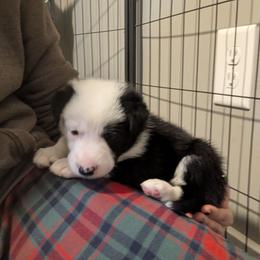 Davey Jones - Black and white male Border Collie puppy in Linton, Indiana from Kraken Border Collies