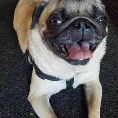 Pugs from Carole's Pugs