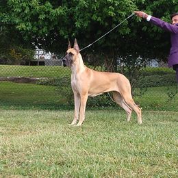 Great Dane All Grown Up from Legado Danes