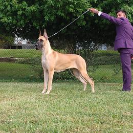 Great Dane All Grown Up from Legado Danes