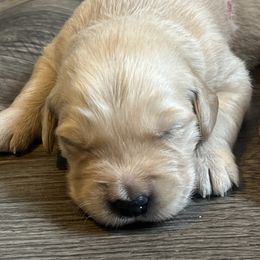 Golden Retriever Puppies from Lake Champlain Goldens
