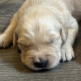 Golden Retriever Puppies from Lake Champlain Goldens