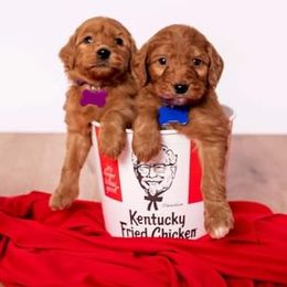 Australian Labradoodles, Cockapoos, Goldendoodles, and Labradoodles from Dessie's Doodles