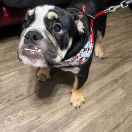 Bulldog Puppies from BUBBABULL