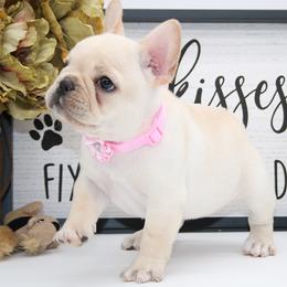 BIRDIE - Cream female French Bulldog puppy in West Plains, Missouri from Must Be Frenchies & Crown Of Curls Bolonka
