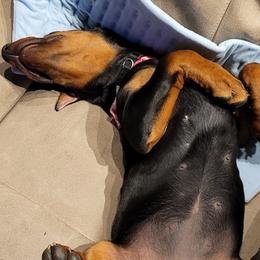 Doberman Pinschers from Rebecca Dollhopf's Doberman Pinschers