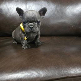 Lisa Simpsons - Blue female French Bulldog puppy in Avondale, Arizona from Montes House of  Frenchies