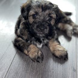 Maltipoo Puppies from Sunshine’s Maltipoo’s