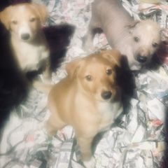 Peruvian Inca Orchid Puppies from Naked Baby’s